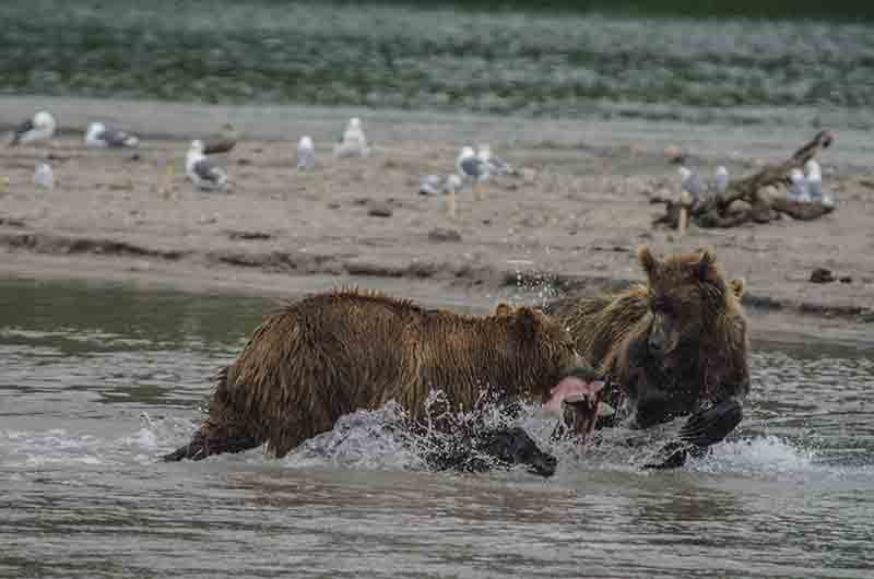 17 - Osa y familia - Kamchatka - Rusia